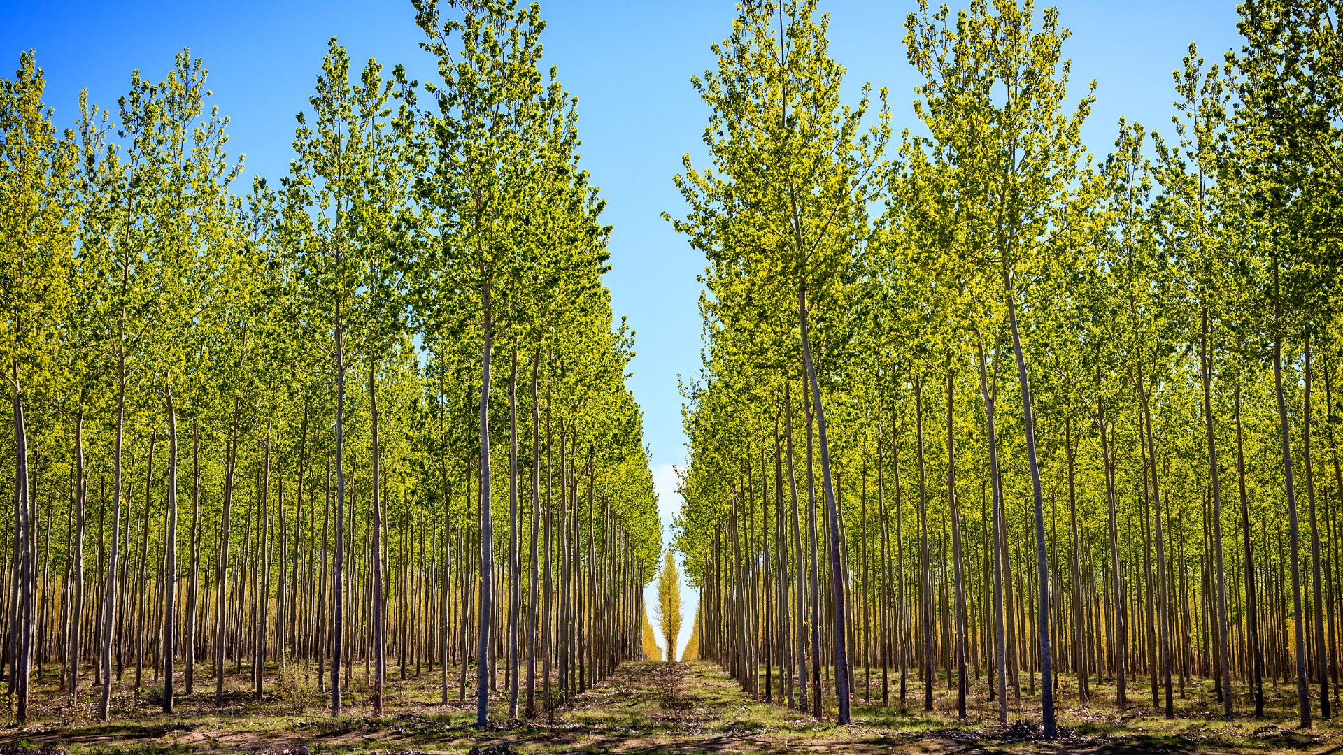 Land Loans